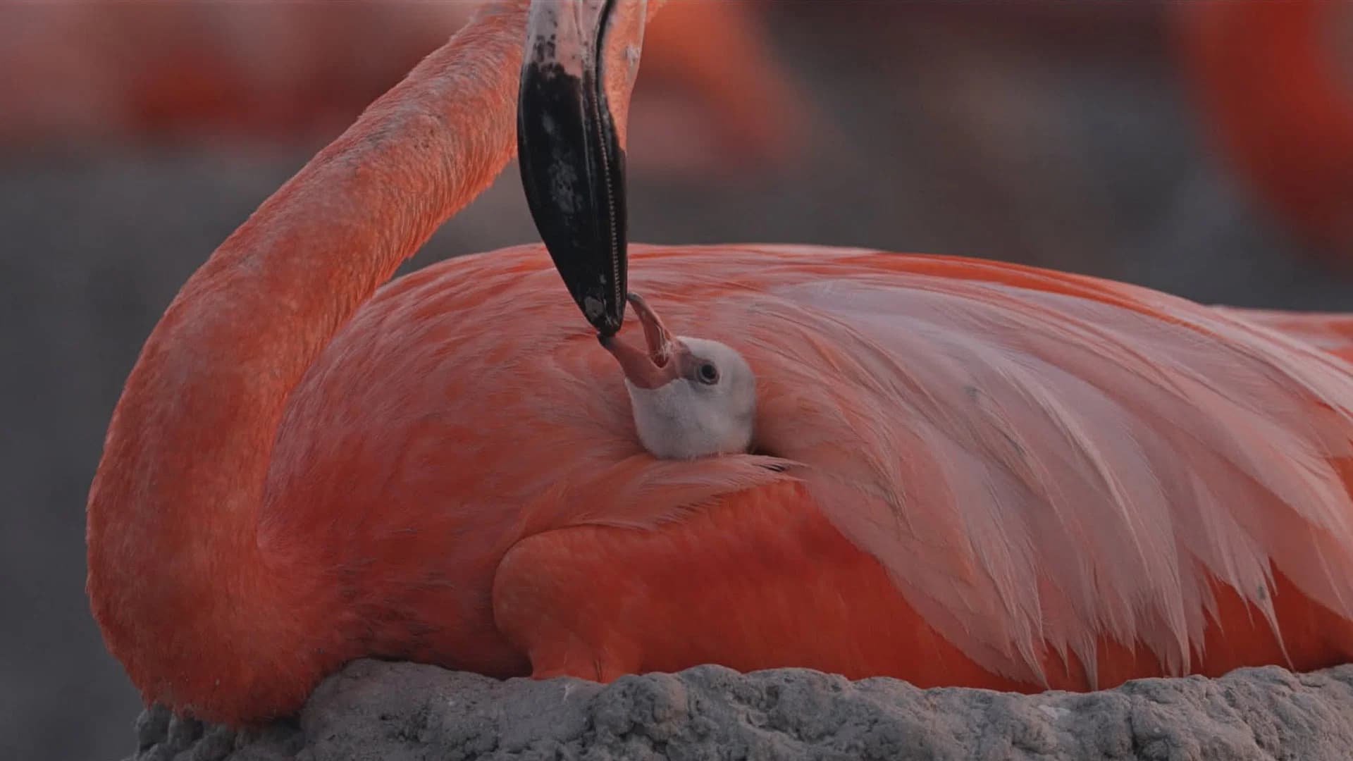 Backdrop for Flamingos: Life After the Meteorite