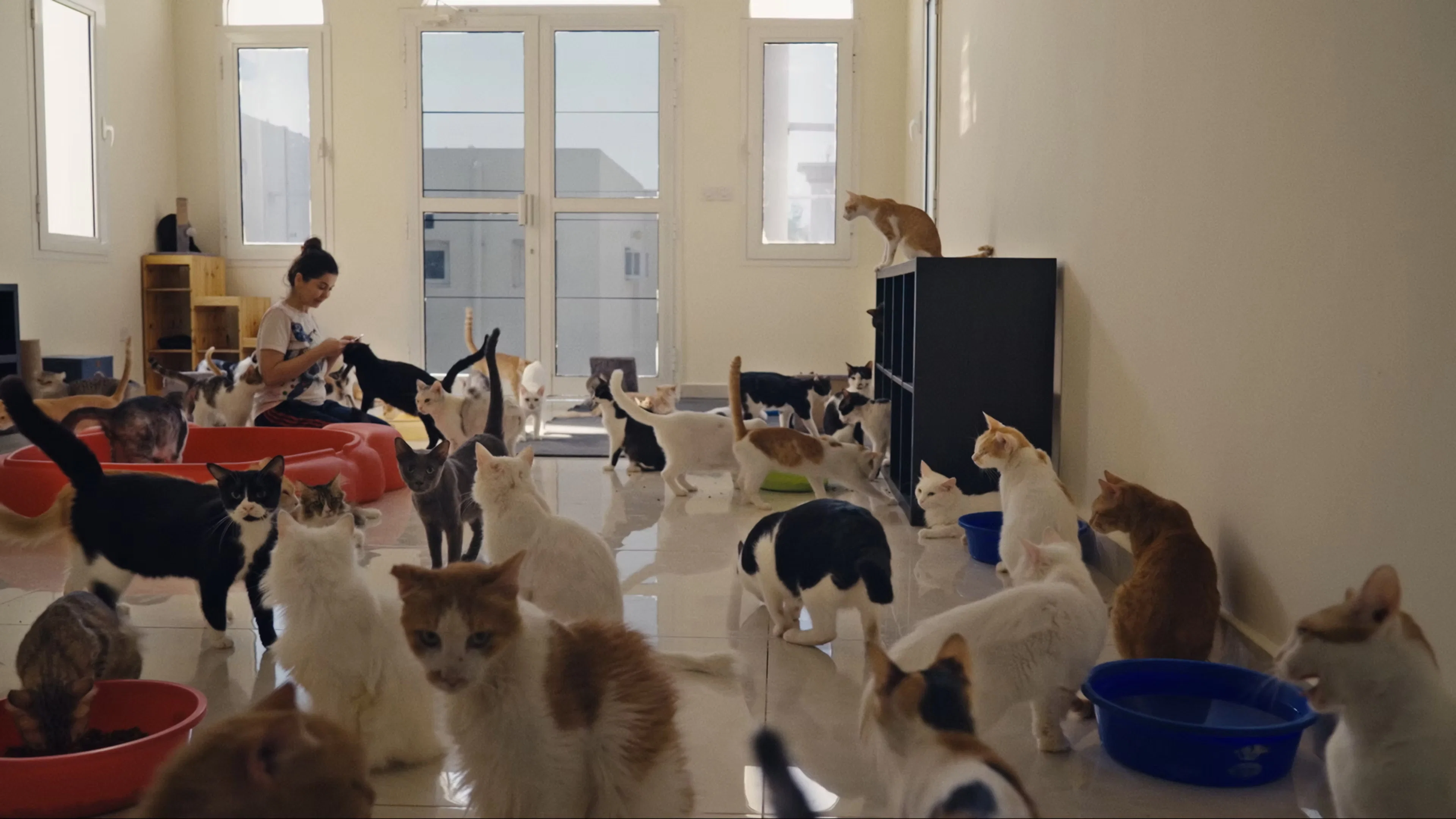 Backdrop for 25 Cats from Qatar