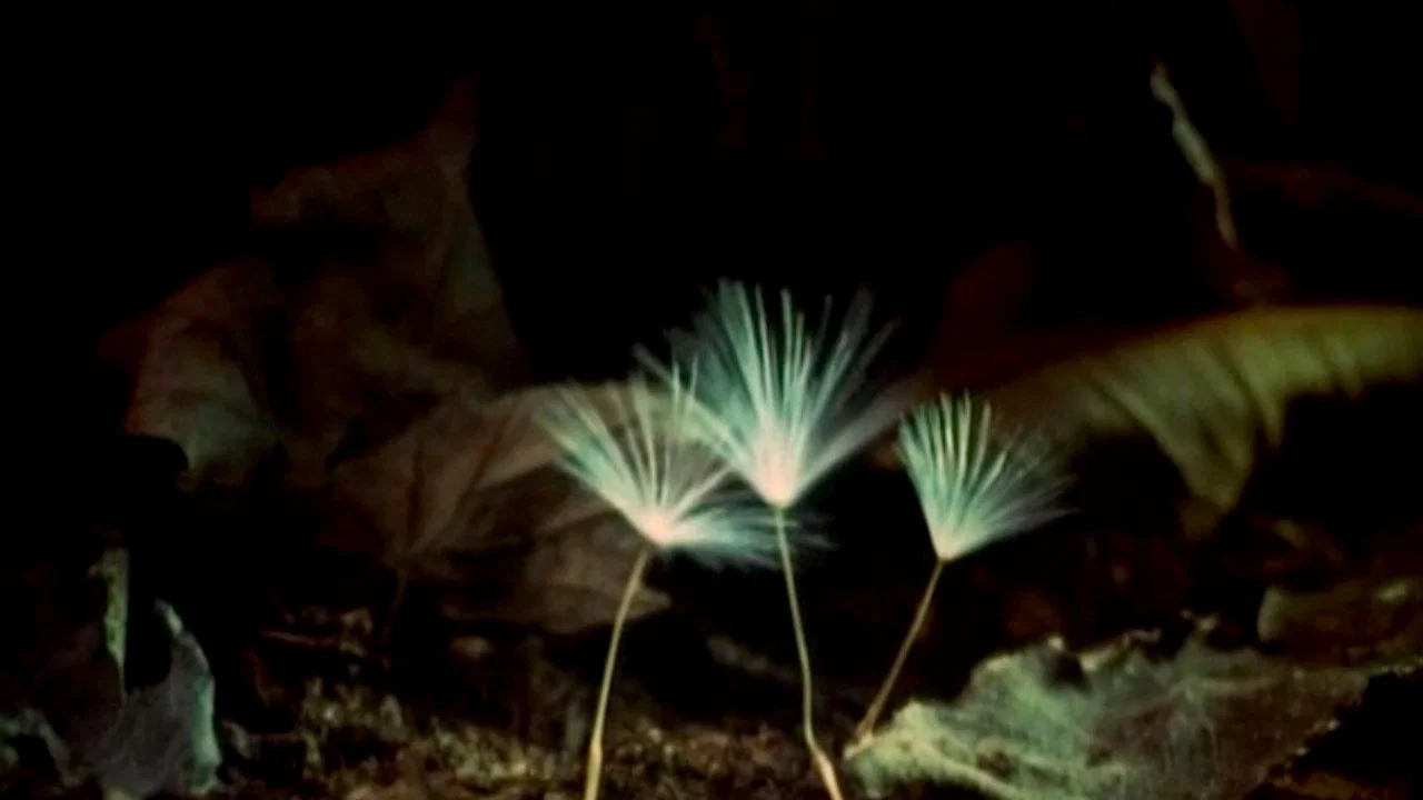 Backdrop for The Secret Life of Plants