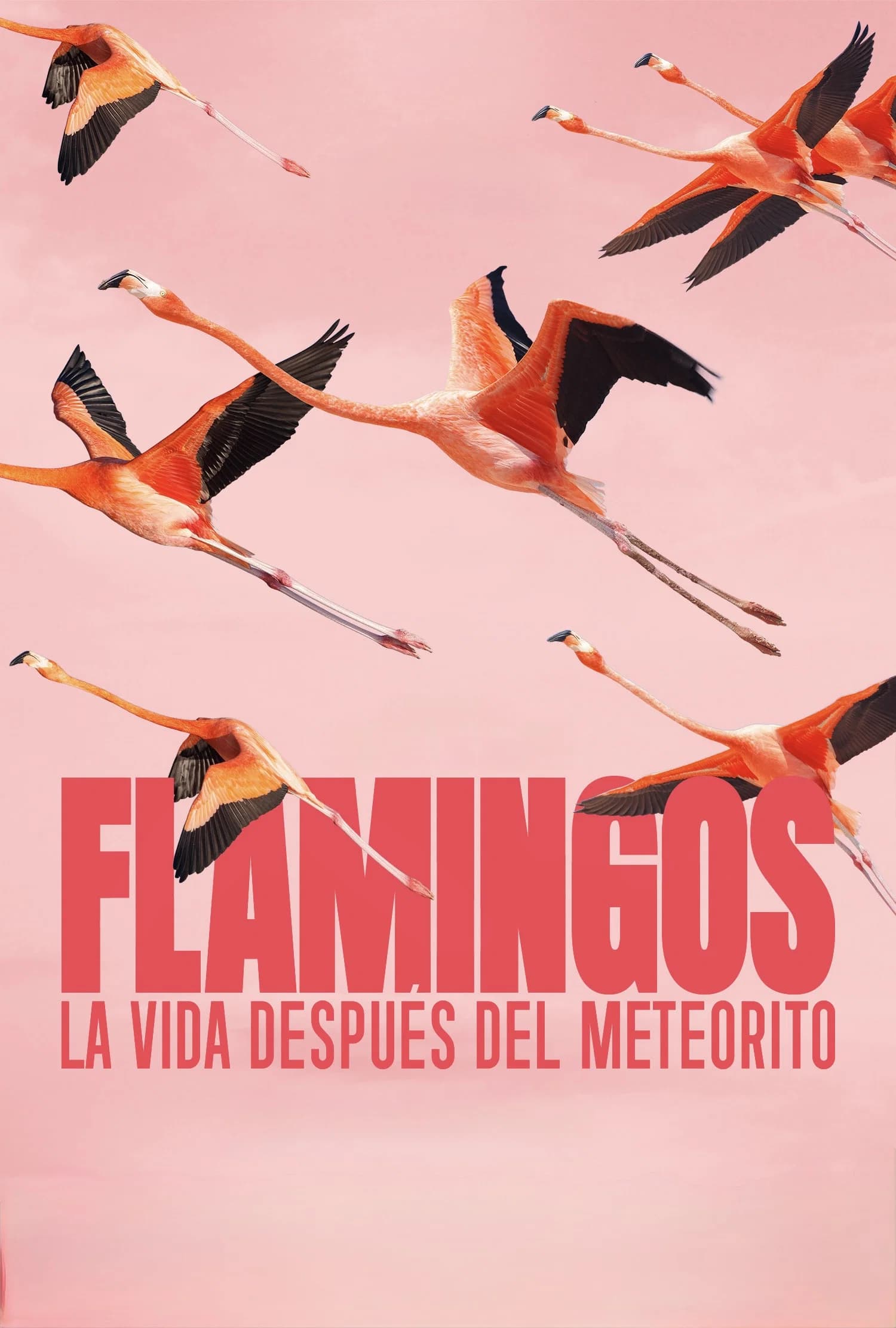 Poster for Flamingos: Life After the Meteorite