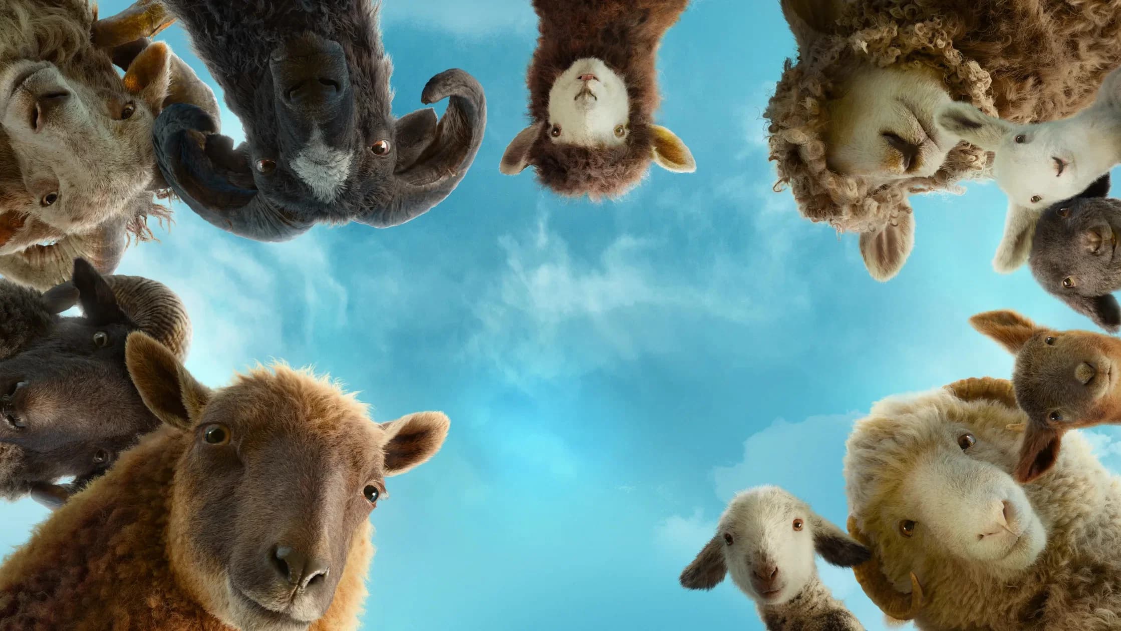 Backdrop for The Sheep Detectives