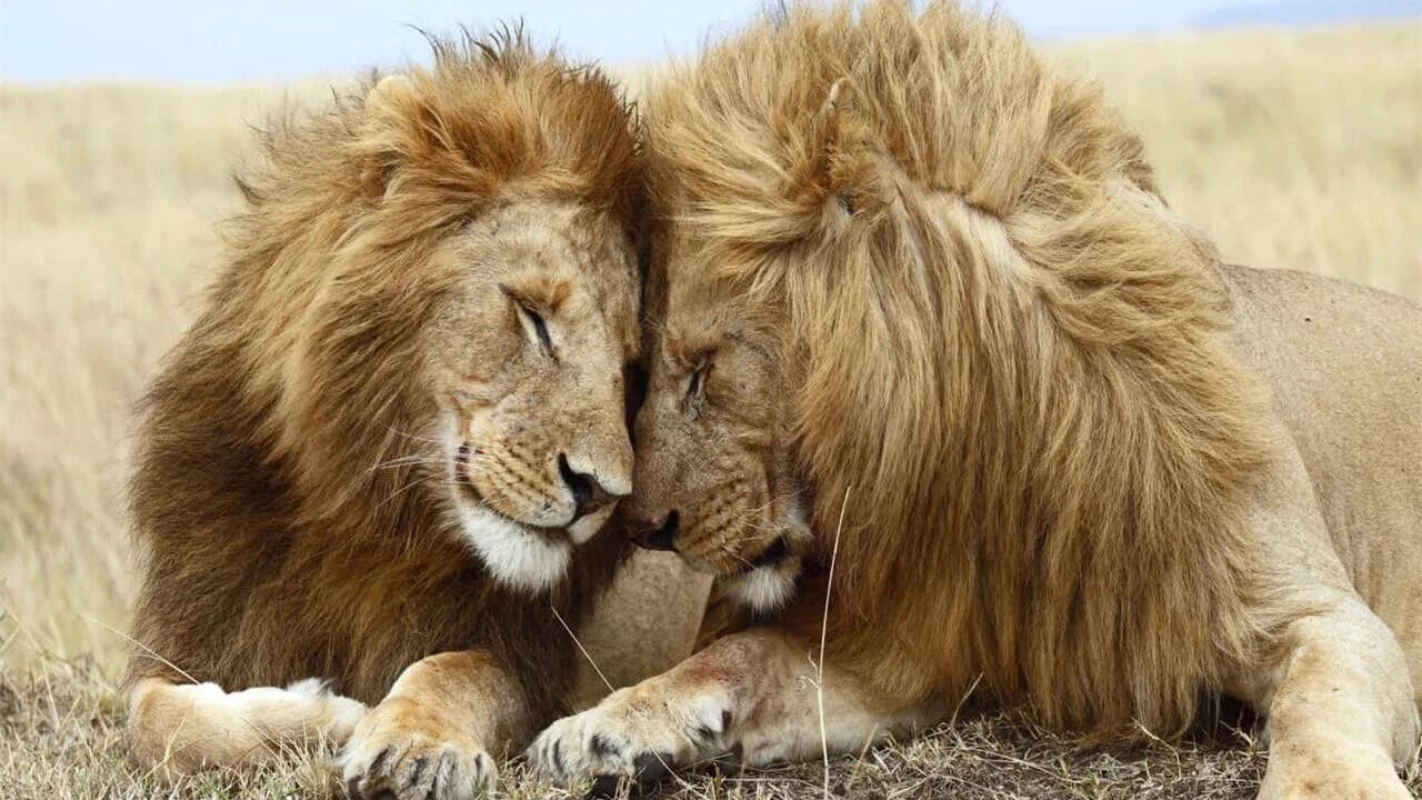 Backdrop for Second Nature: Gender and Sexuality in the Animal World